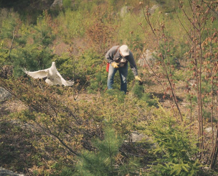 A dog training with pigeons in field