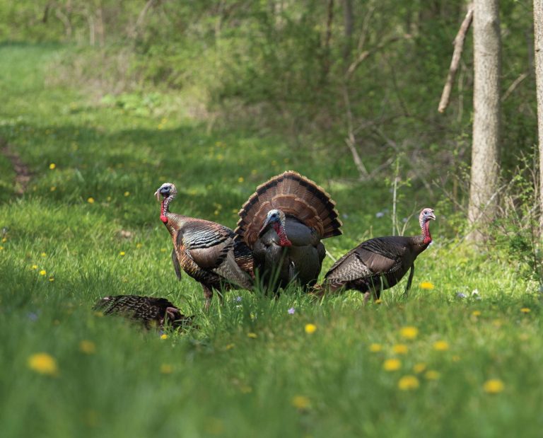 Keeping Composure when Turkey Fever Strikes