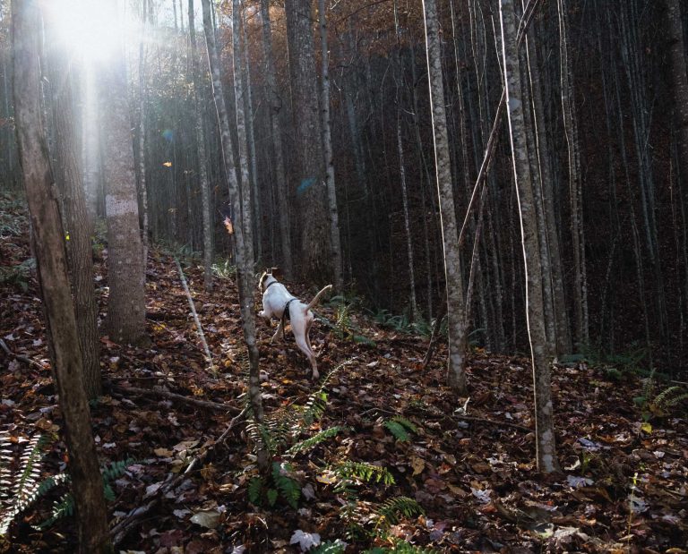 A dog runs up the side of a mountain.