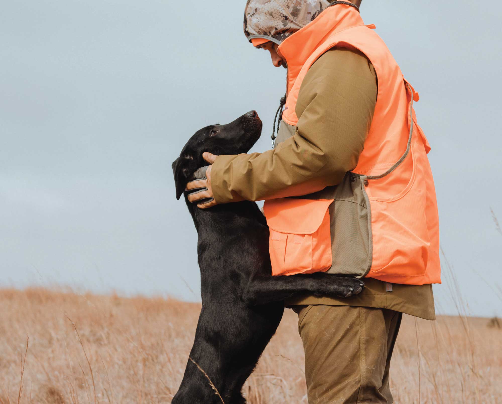 A Labrador retriever bird hunting.
