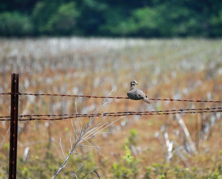 A dove sitting on a fence in october