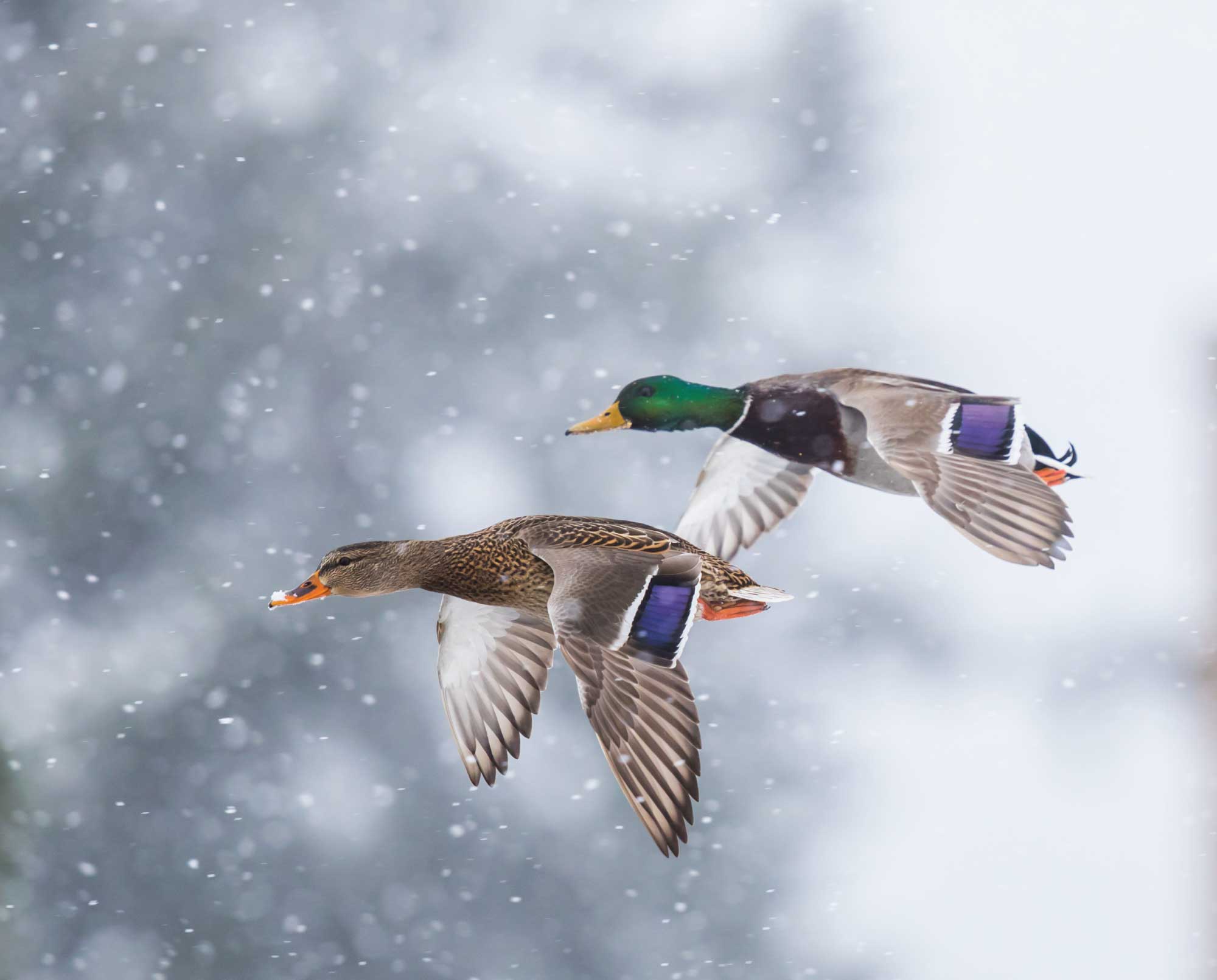 A pair of mallard ducks prepare to land in late winter weather.