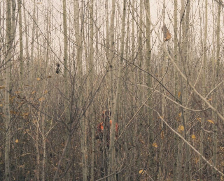A hunter mounts his shotgun to shoot at a woodcock in thick cover