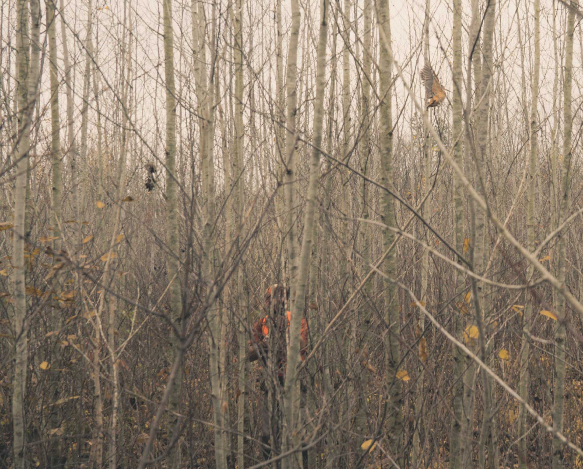 A hunter mounts his shotgun to shoot at a woodcock in thick cover