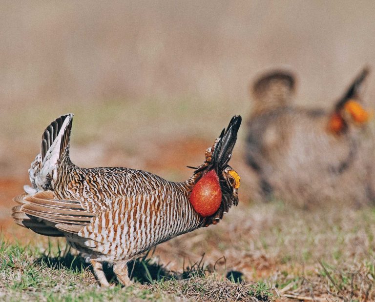 A Lesser Prairie Chicken on a lek in Oklahoma