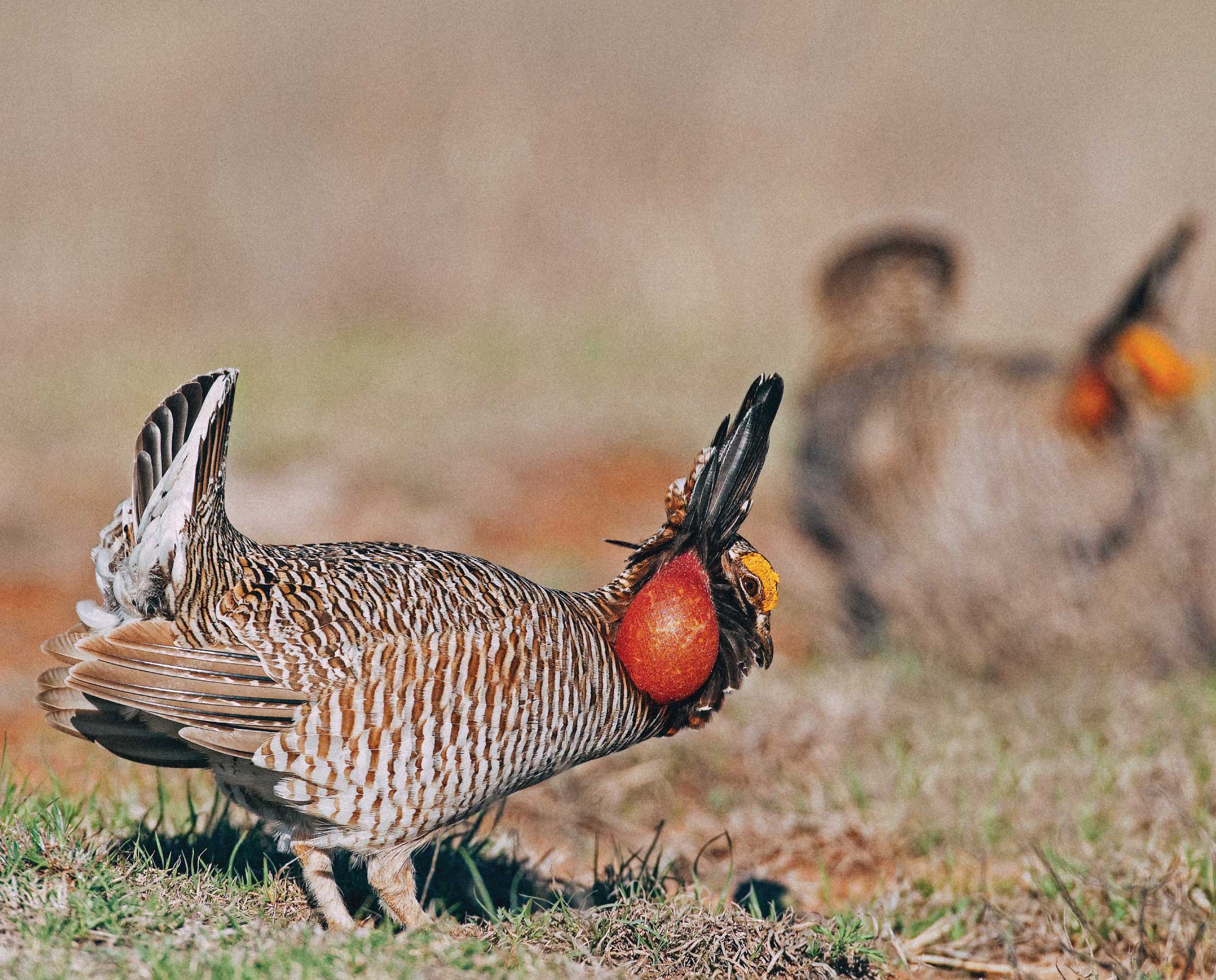 A Lesser Prairie Chicken on a lek in Oklahoma