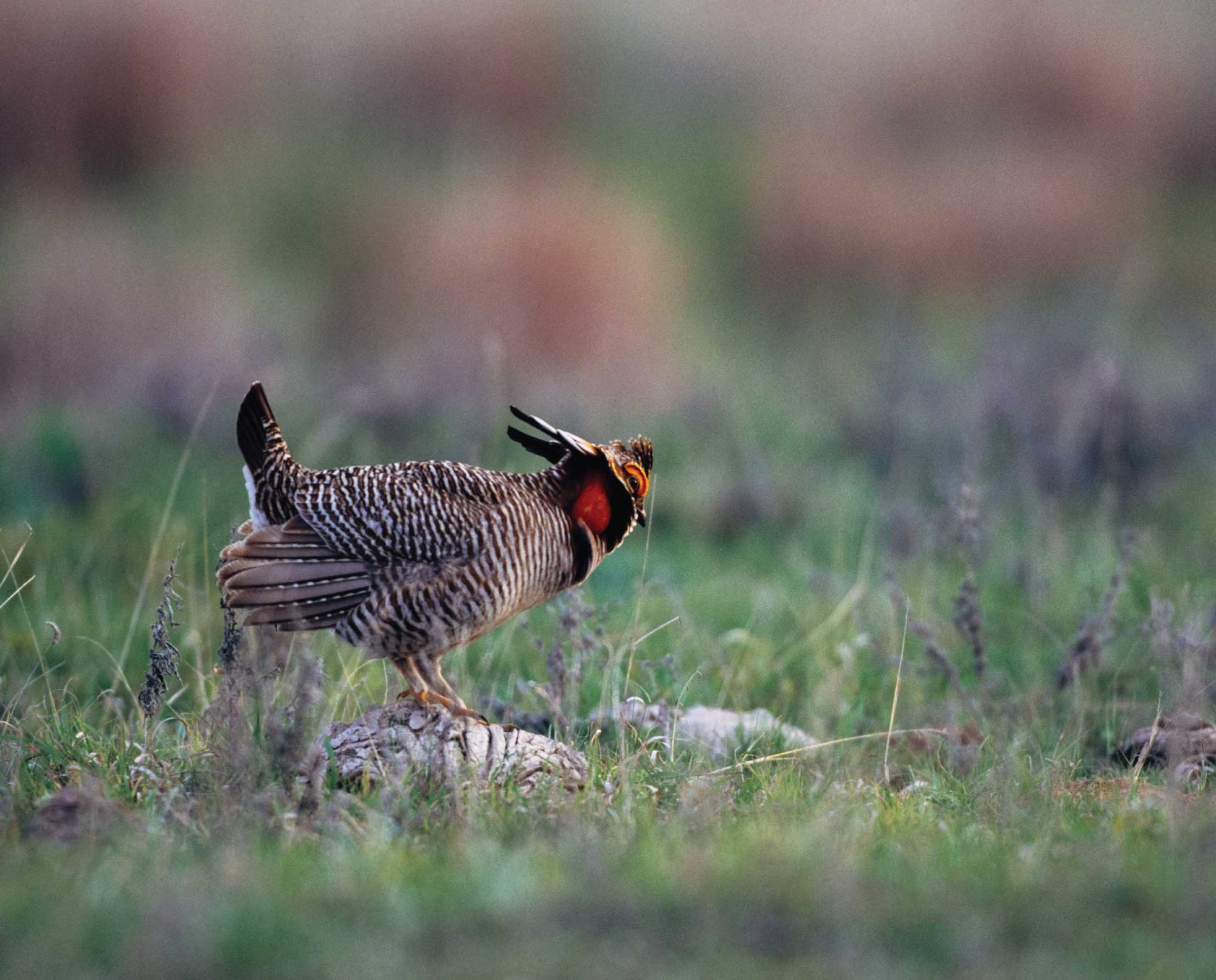 A Lesser Prairie-Chicken in Oklahoma