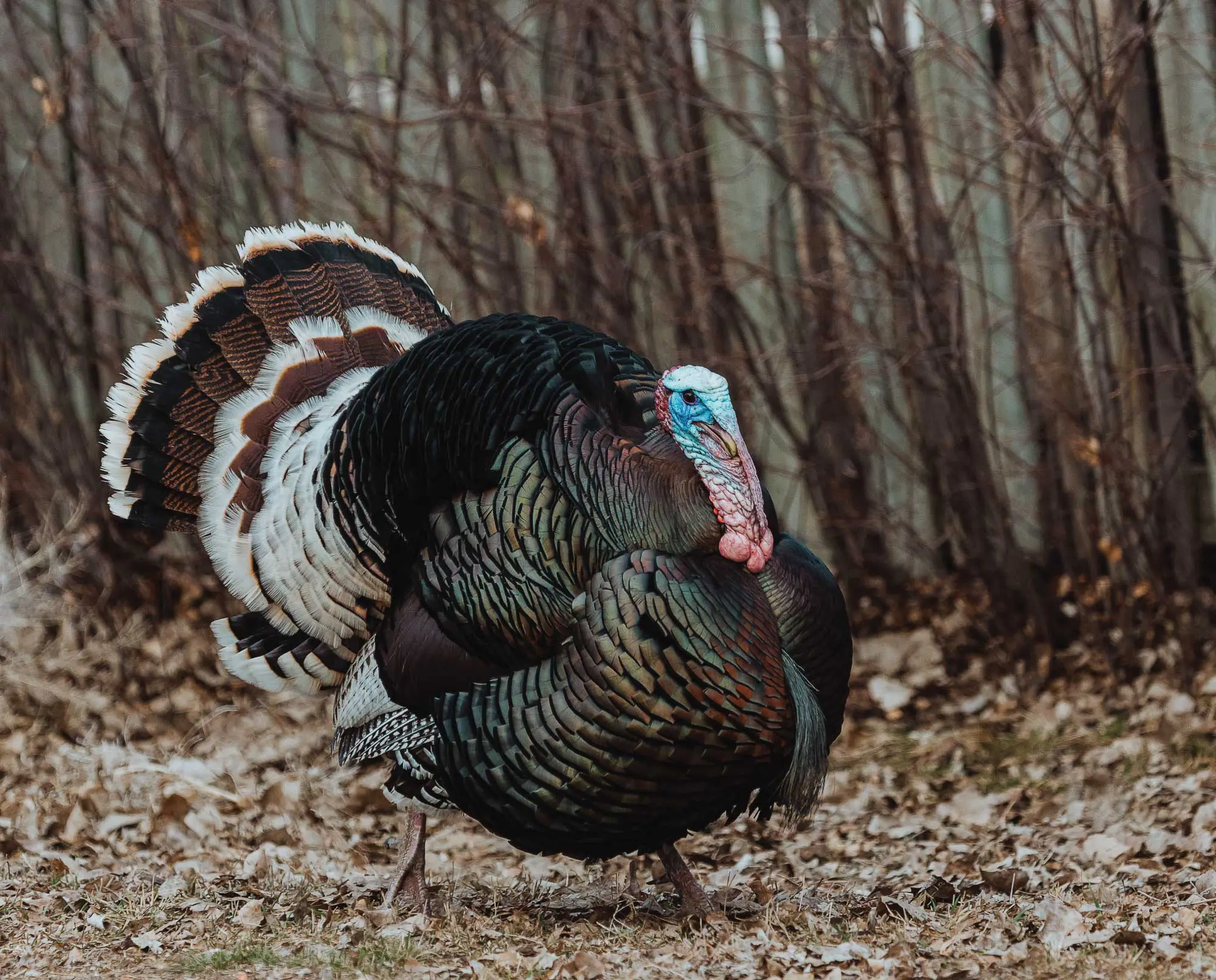 A Merriam’s Wild Turkey strutting