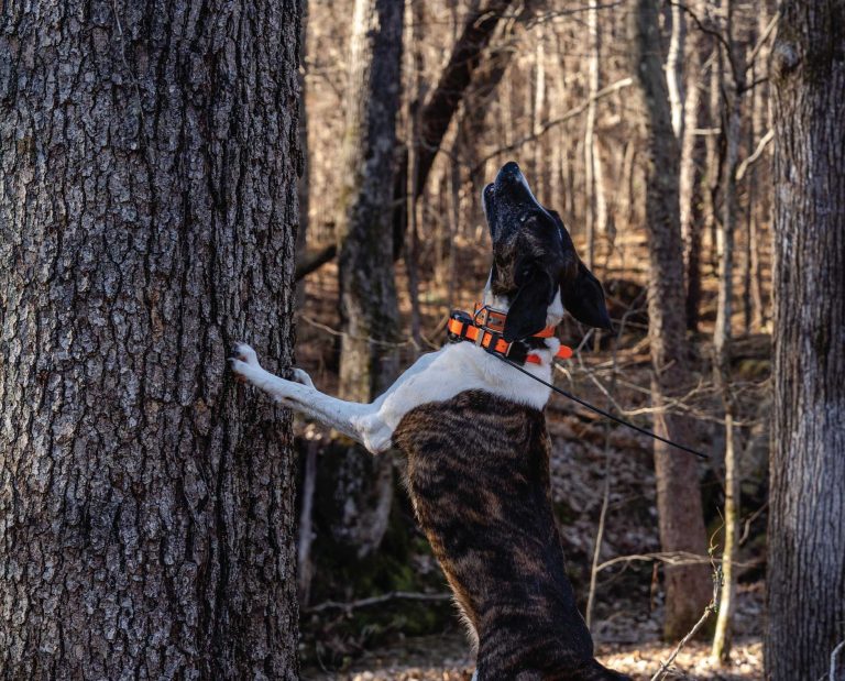 A squirrel dog barks up a tree at a gray squirrel.
