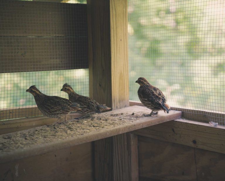 pen-raised quail for bird dog training in a quail pen.
