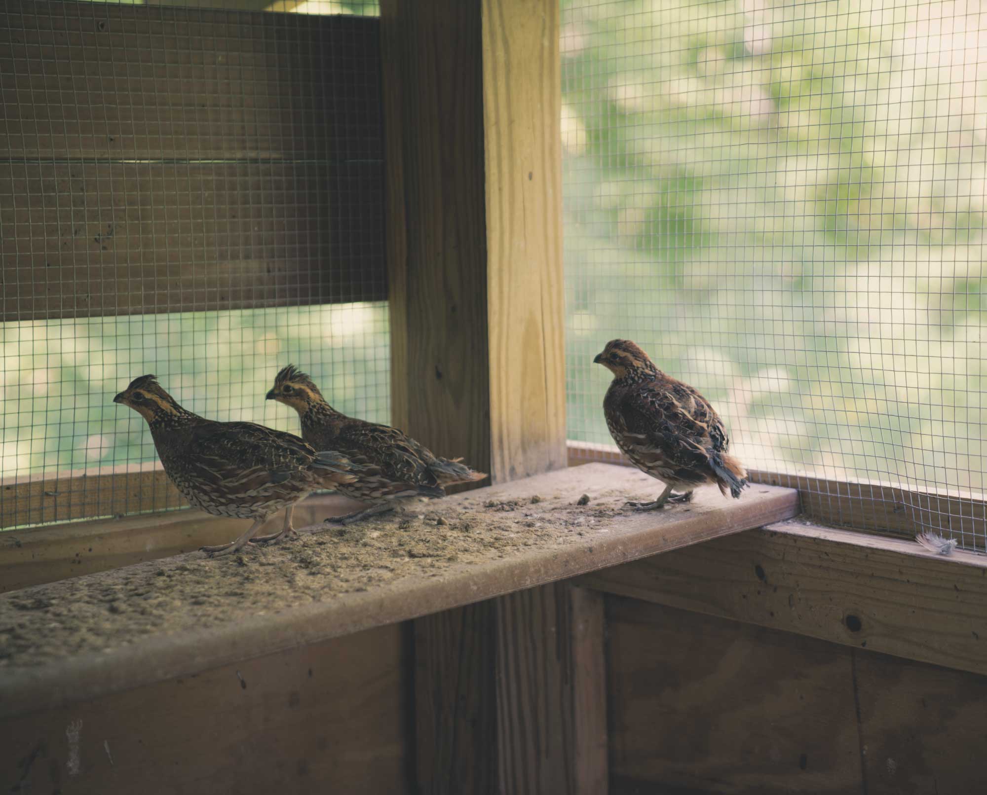 pen-raised quail for bird dog training in a quail pen.