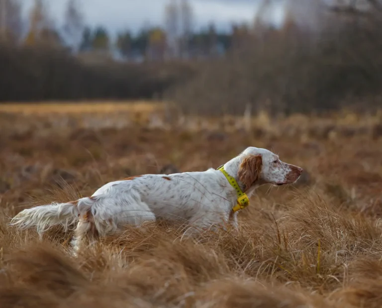 Llewellin Setter on point