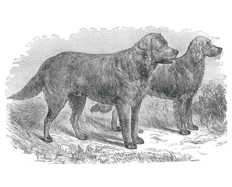 Long-Coated St. John’s Water Dog