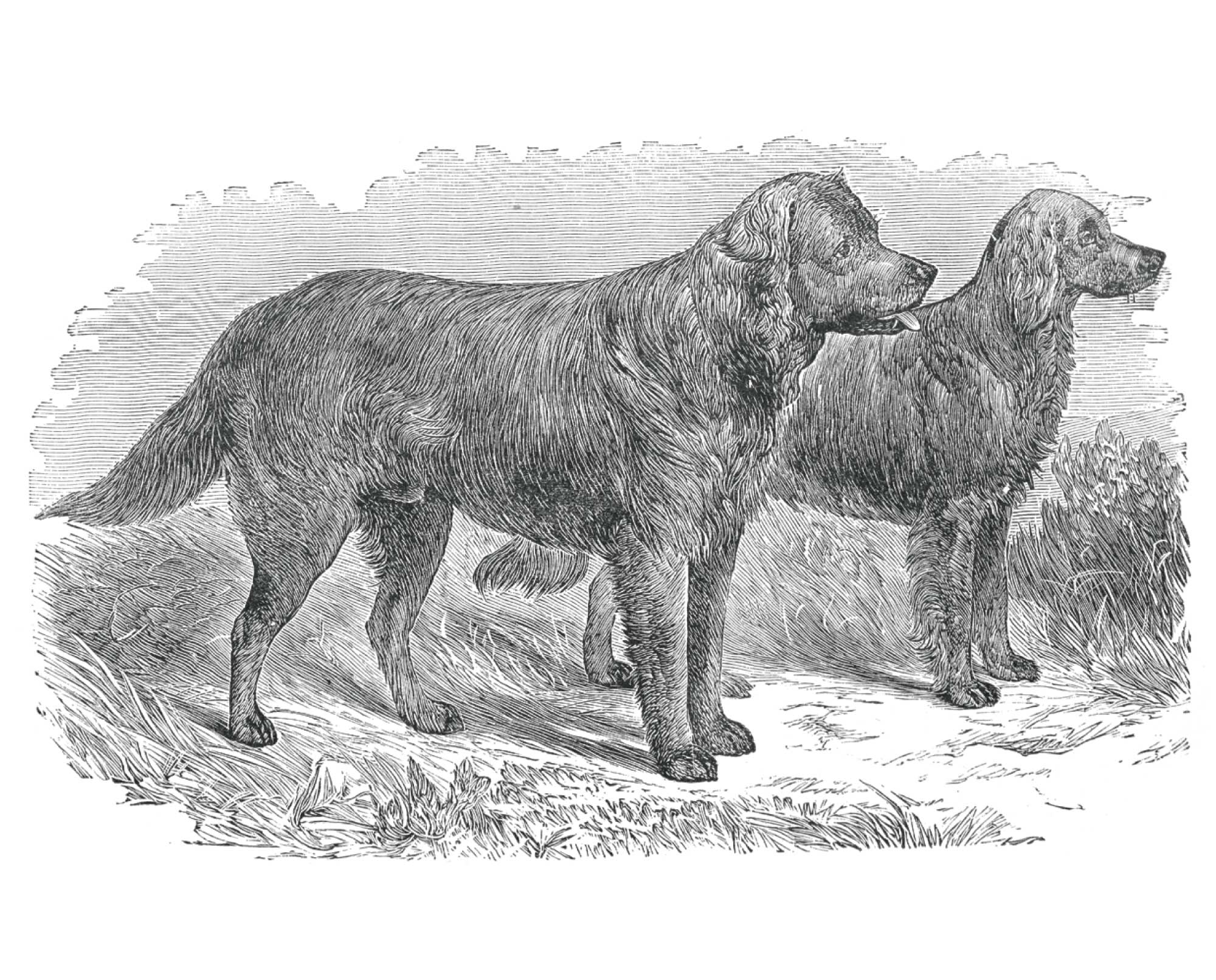 Long-Coated St. John’s Water Dog