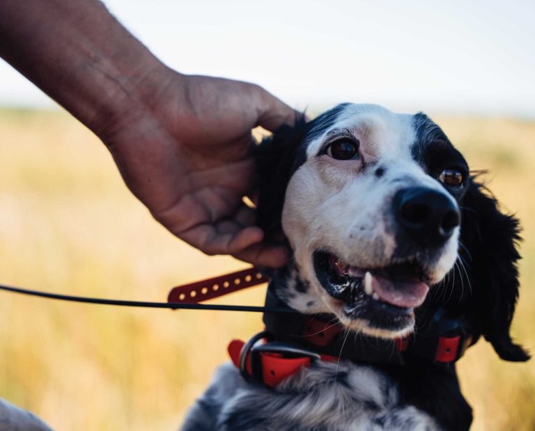 An English Setter Upland Bird Hunting in North Dakota