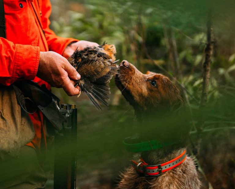 A Brittany dog with an American woodcock in South Carolina.