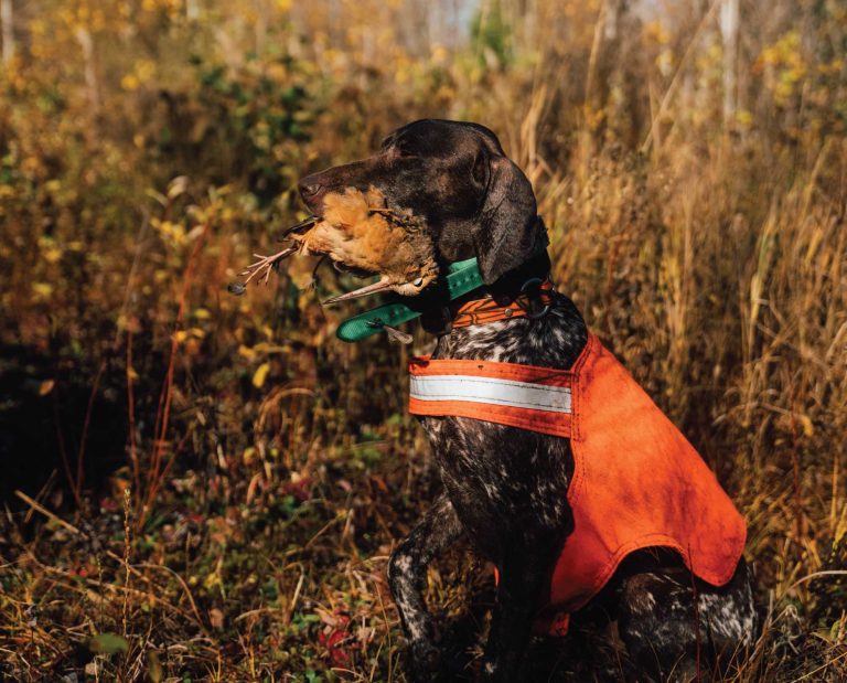 A bird dog with a woodcock in Maine