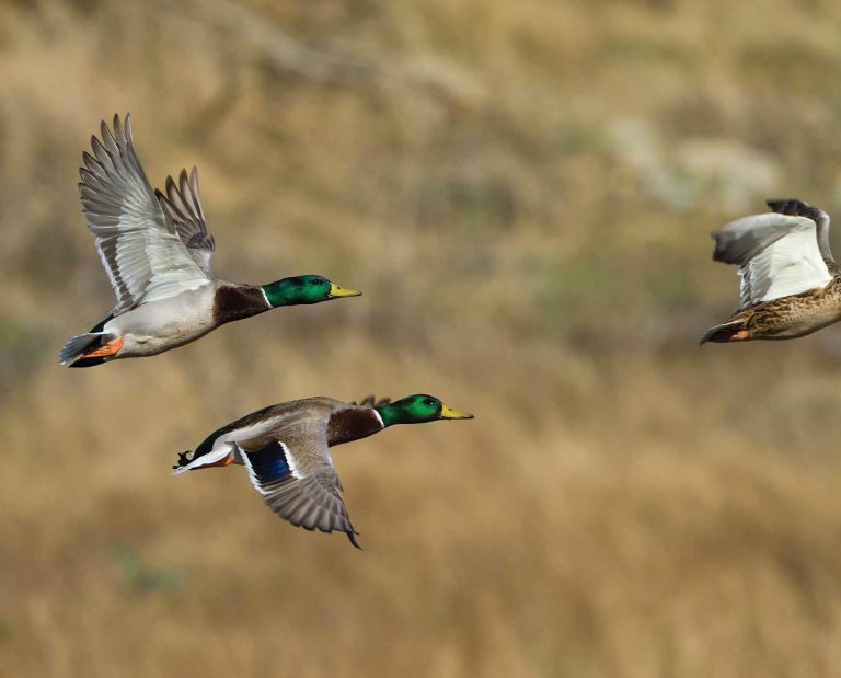 A group of mallards flying over water