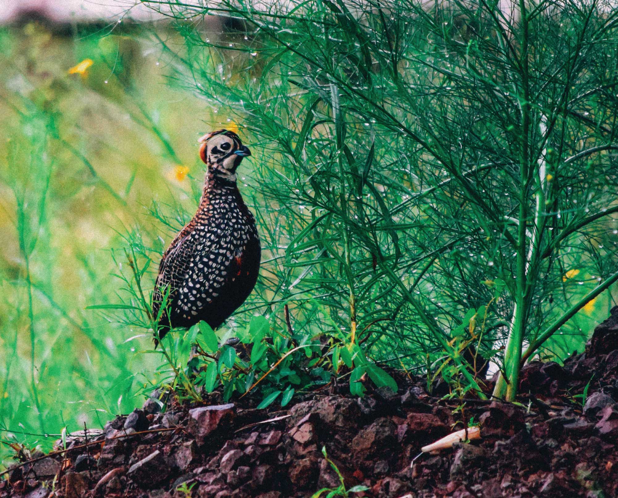 A Male Mearns quail game bird