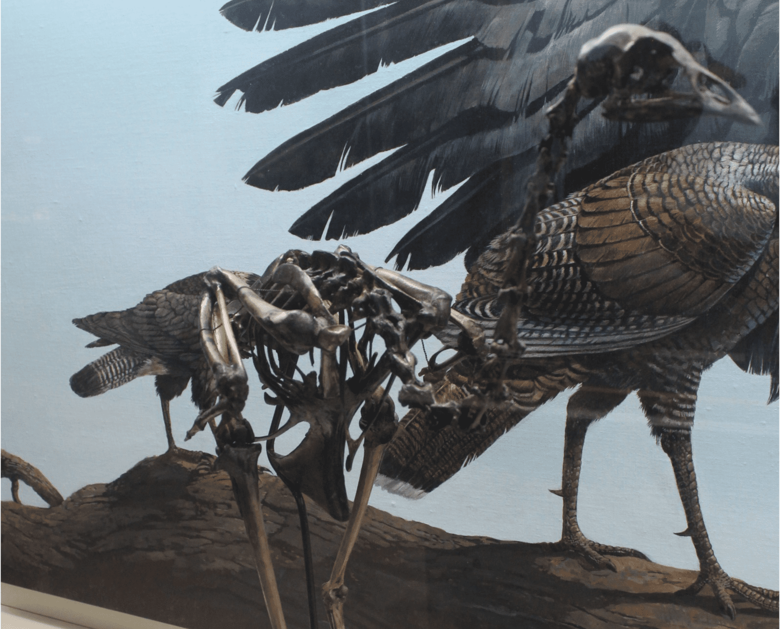 Skeleton of Meleagris californica on display at the Page Museum at the La Brea Tar Pits.