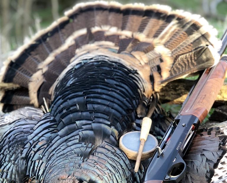 A Merriam's wild turkey lies on a log.