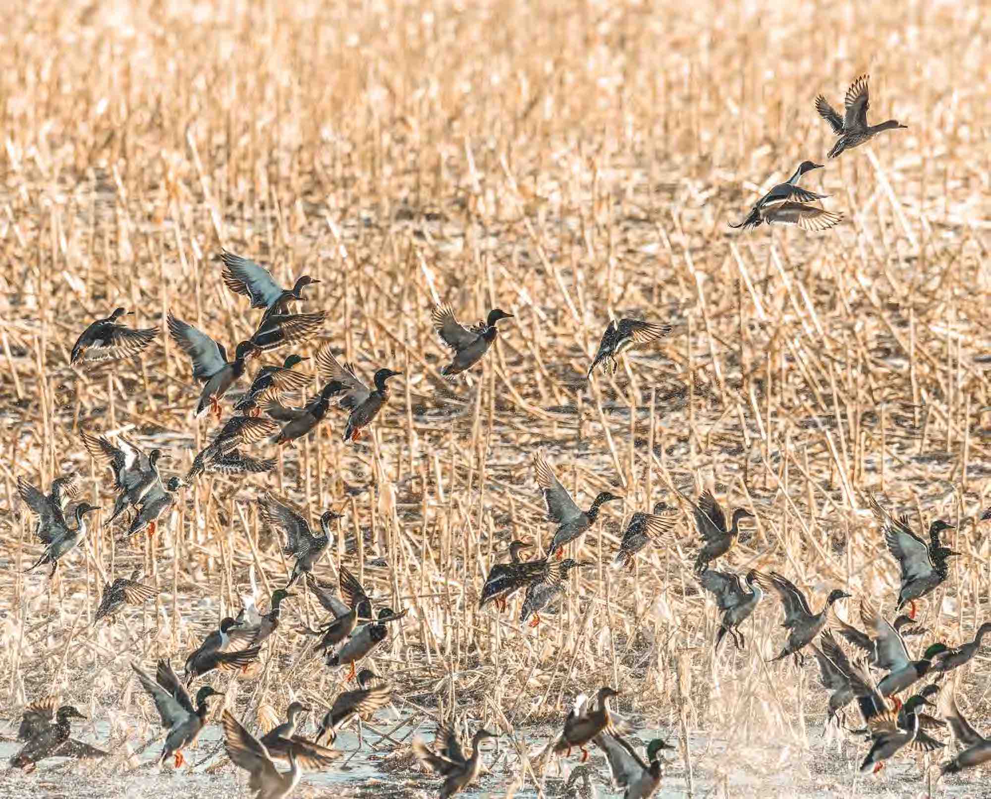 A mixed flock of ducks rises from a pond