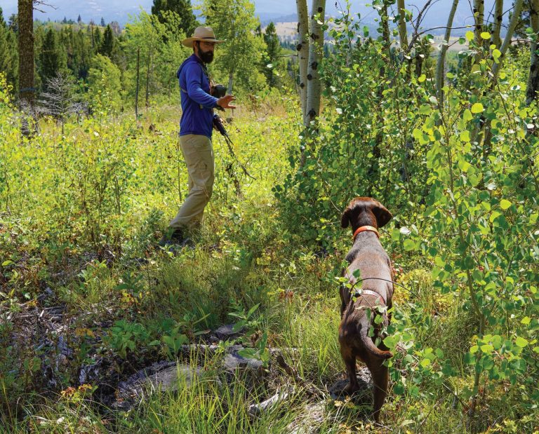 A resident of Monata trains his bird dog on wild birds