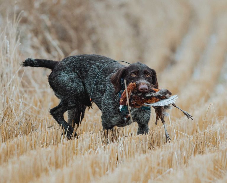A german wirehaired pointer retrieves a pheasant
