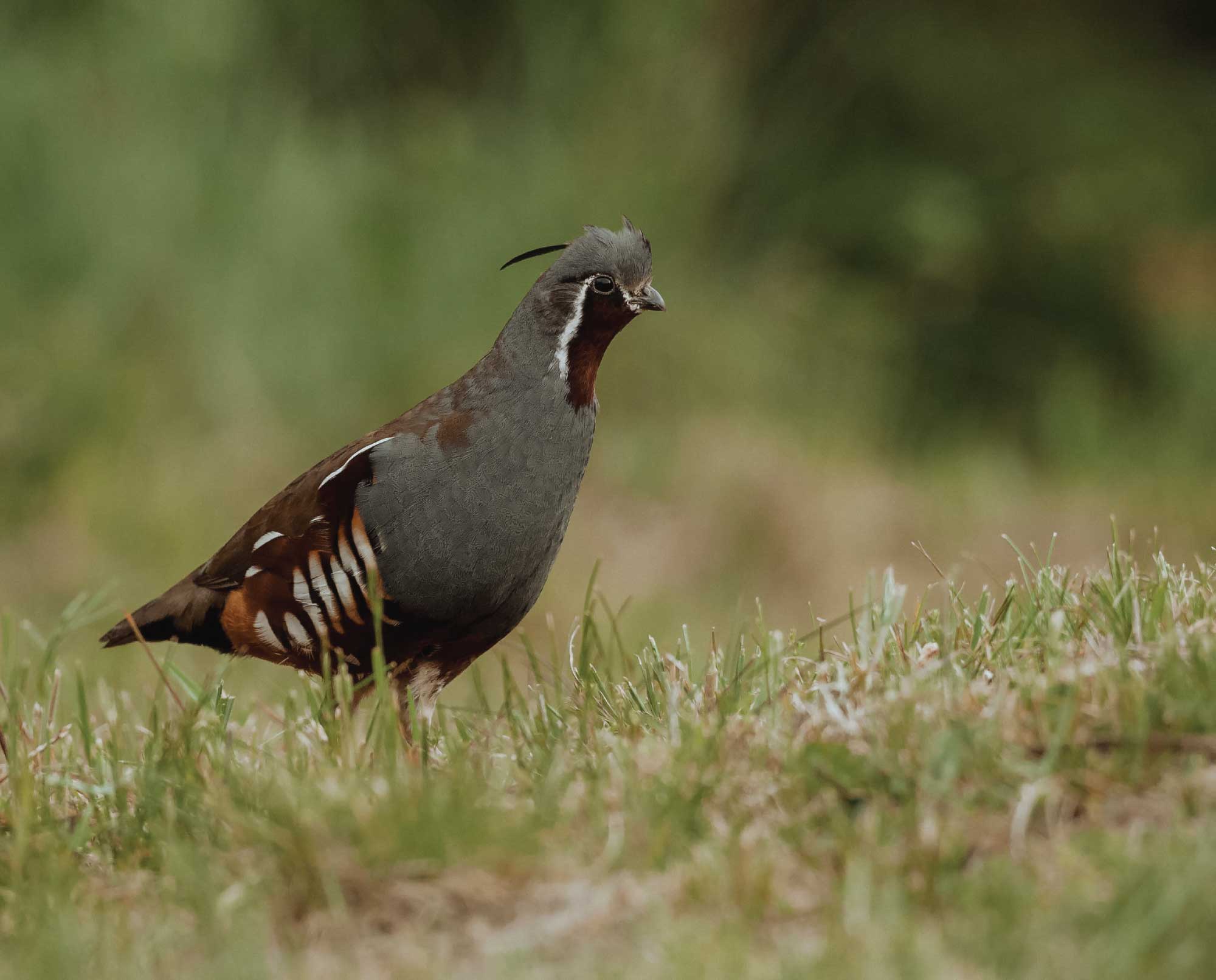 A mountain quail in a mountain meadow.