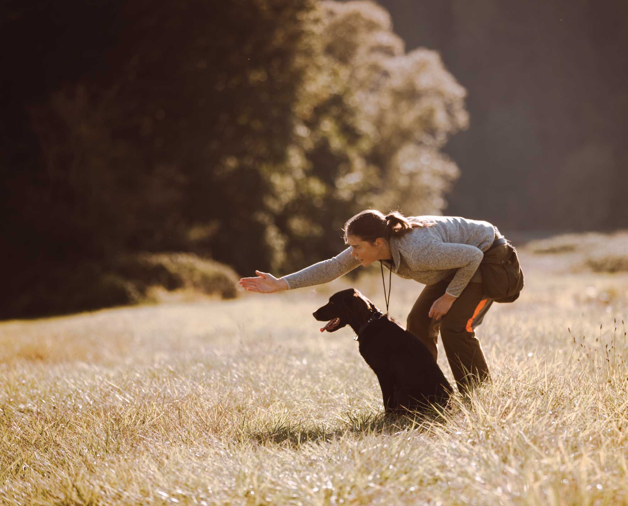 Training a bird dog for its first hunting test.