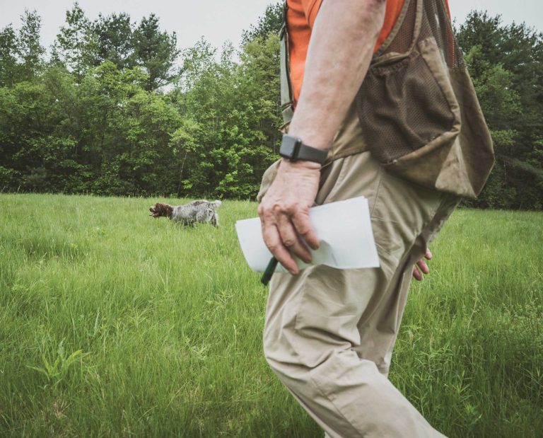 A bird dog being tested during a NAVHDA Natural Ability test