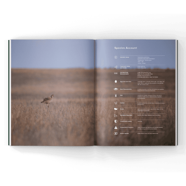 Native-Grouse-Magazine Native Grouse in a magazine