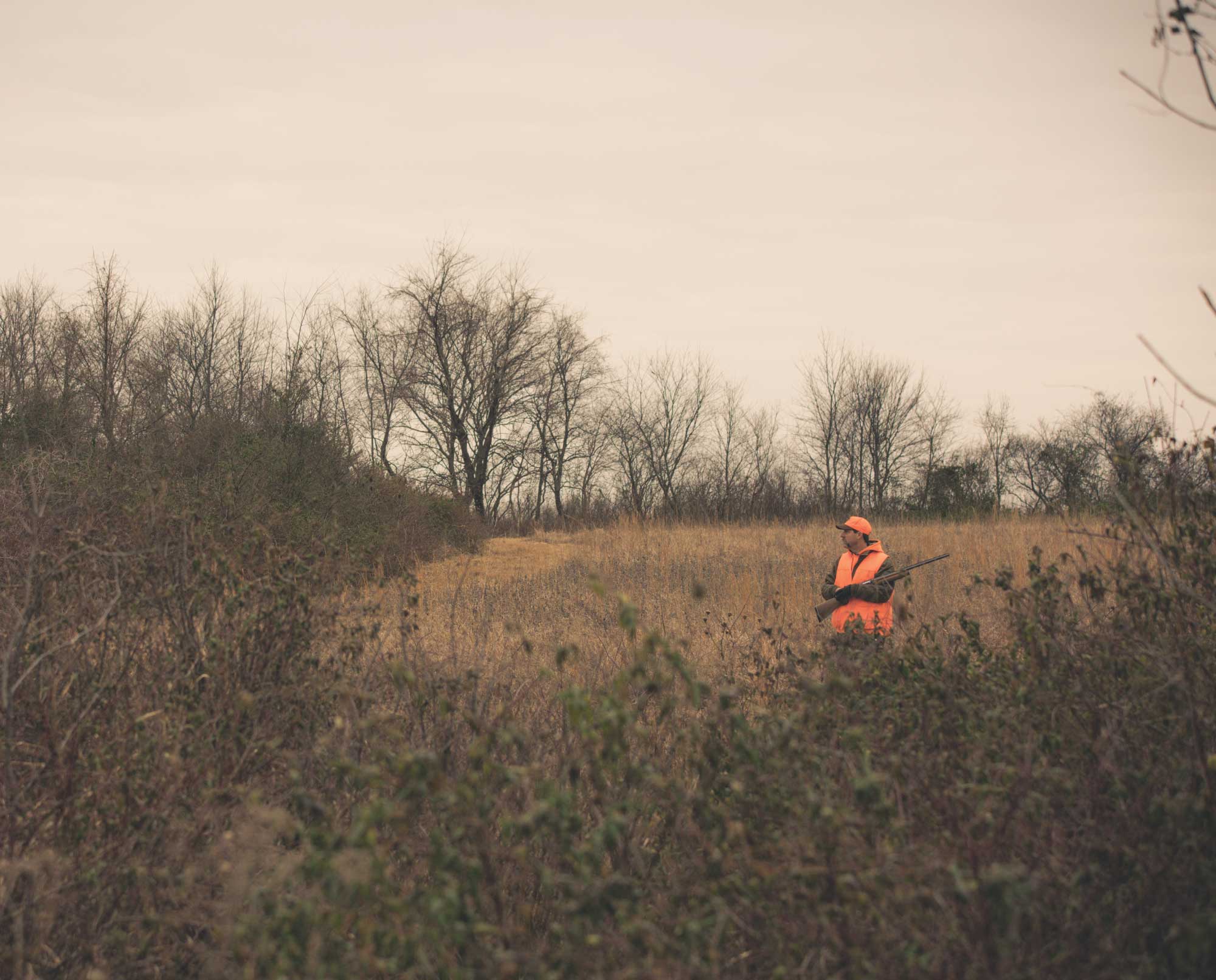 A biologist hunting bobwhite quail on native quail habitat.