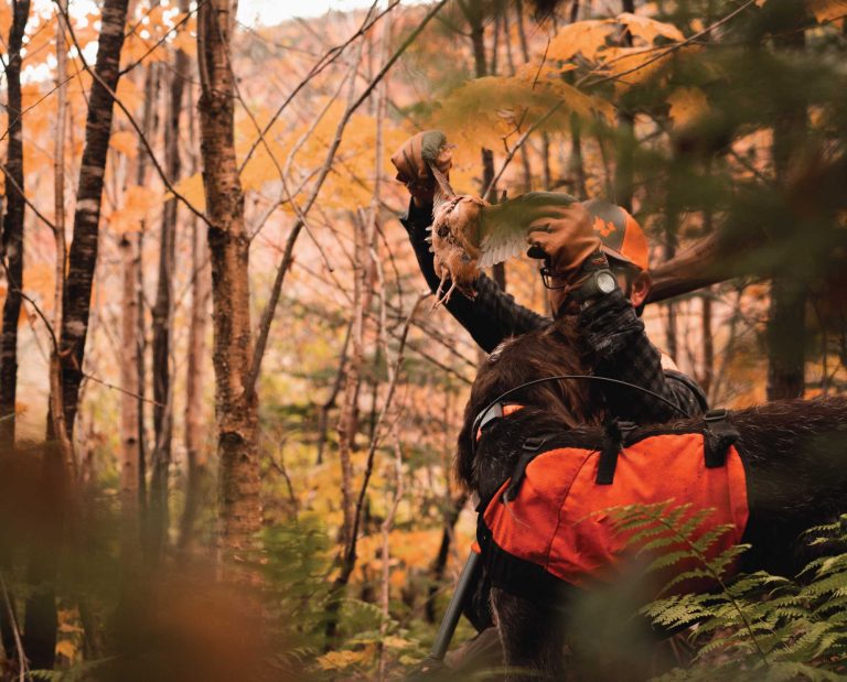 A woodcock hunter in New Hampshire with a bird dog.