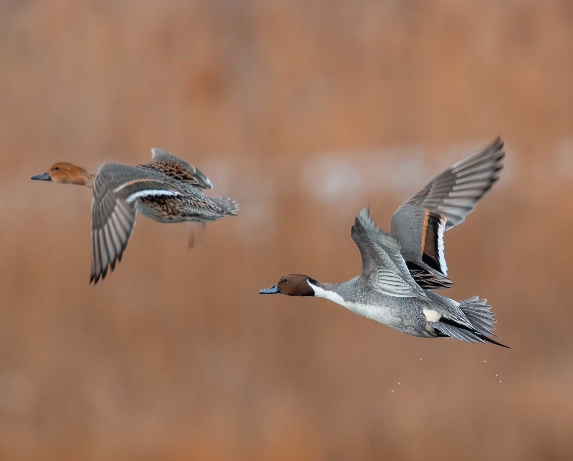 Northern Pintail flying from water