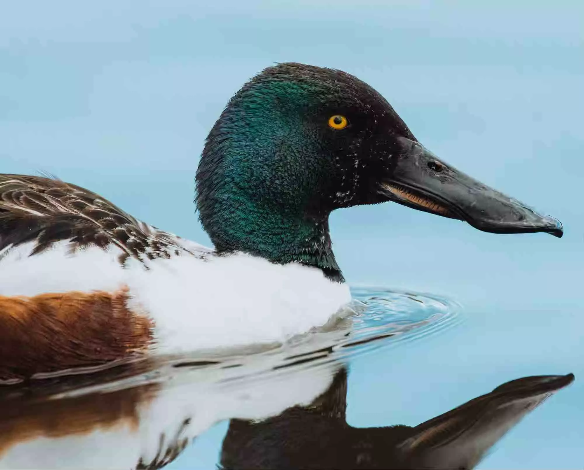 A male northern shoveler duck on a pond