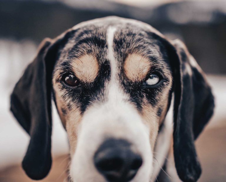 A Norwegian Harehound, called a Dunker, with multi colored eyes