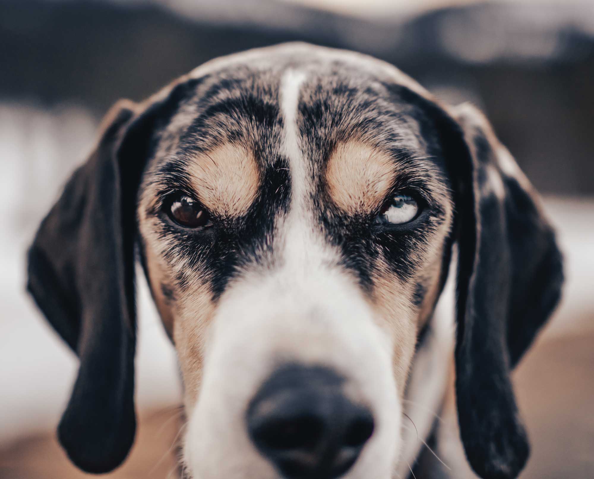 A Norwegian Harehound, called a Dunker, with multi colored eyes