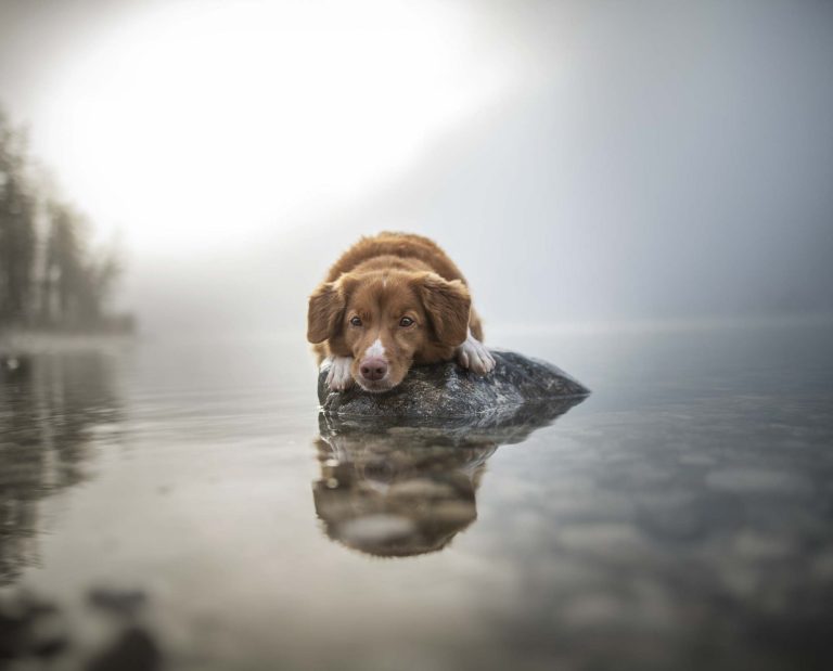 A Nova Scotia Duck Tolling Retriever in the water