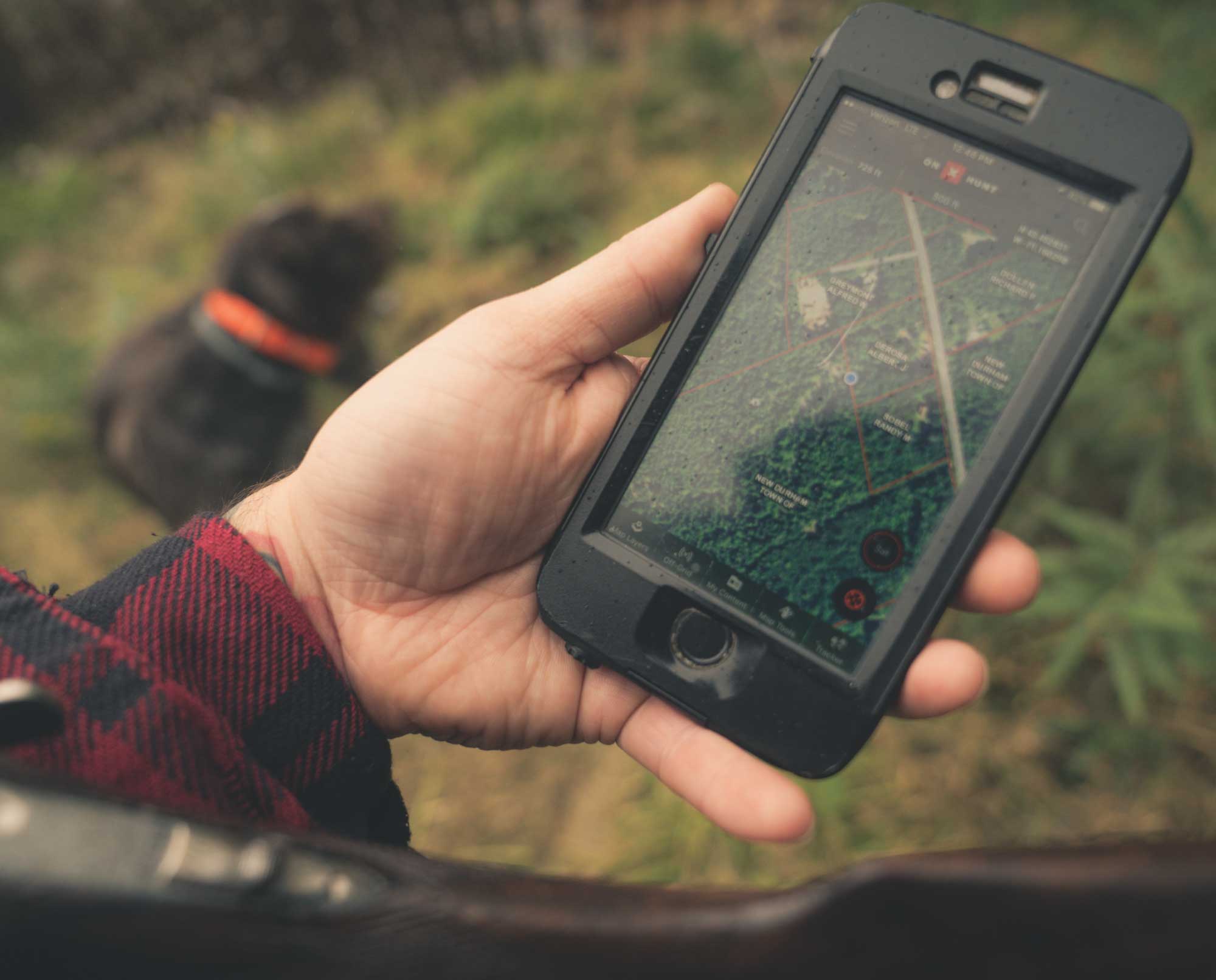 A hunter looks at OnX Maps while bird hunting with his dog.