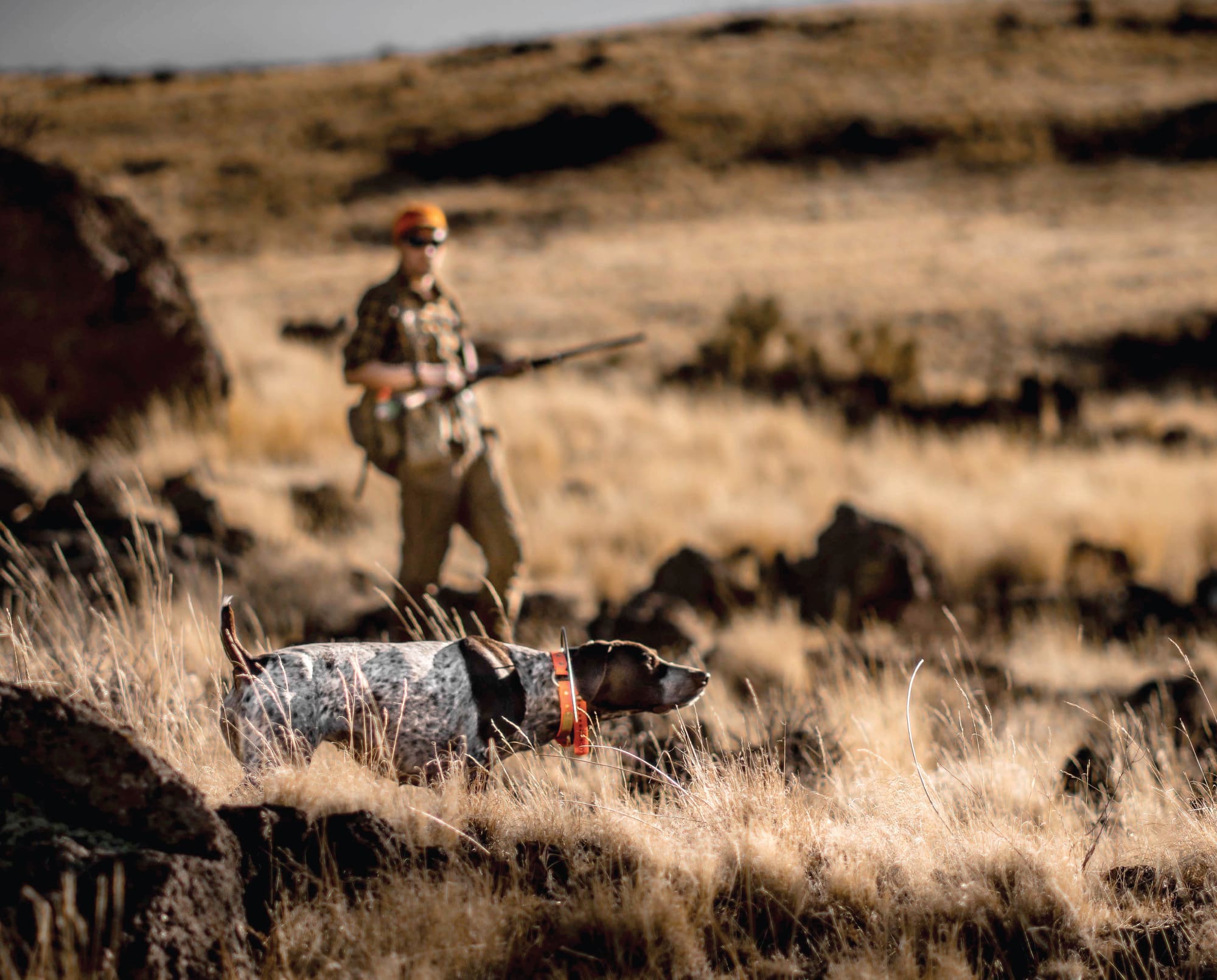 A hunter walks up on a dog on point while upland bird hunting Oregon for chukar