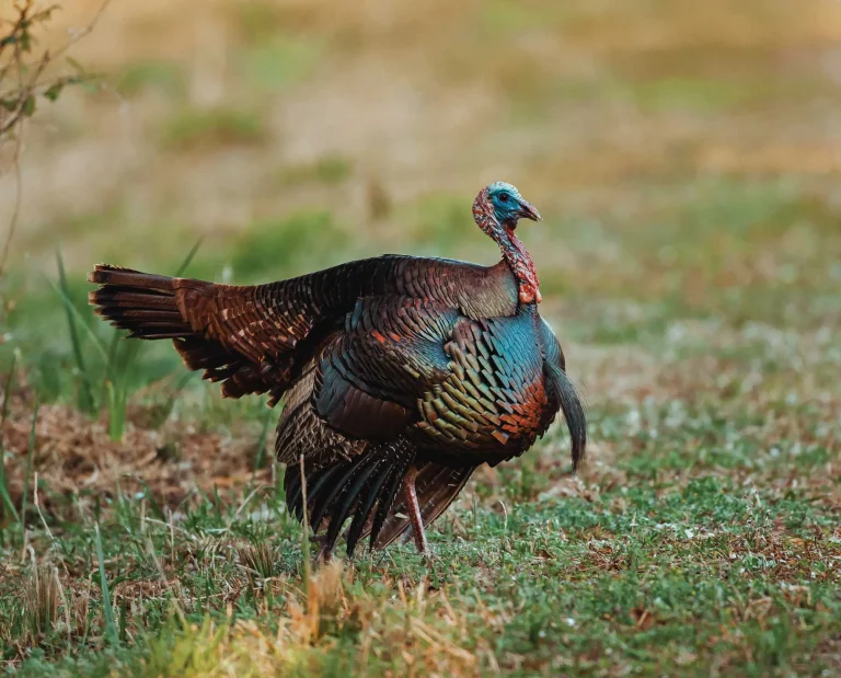 An Osceola wild turkey walking in a swamp.