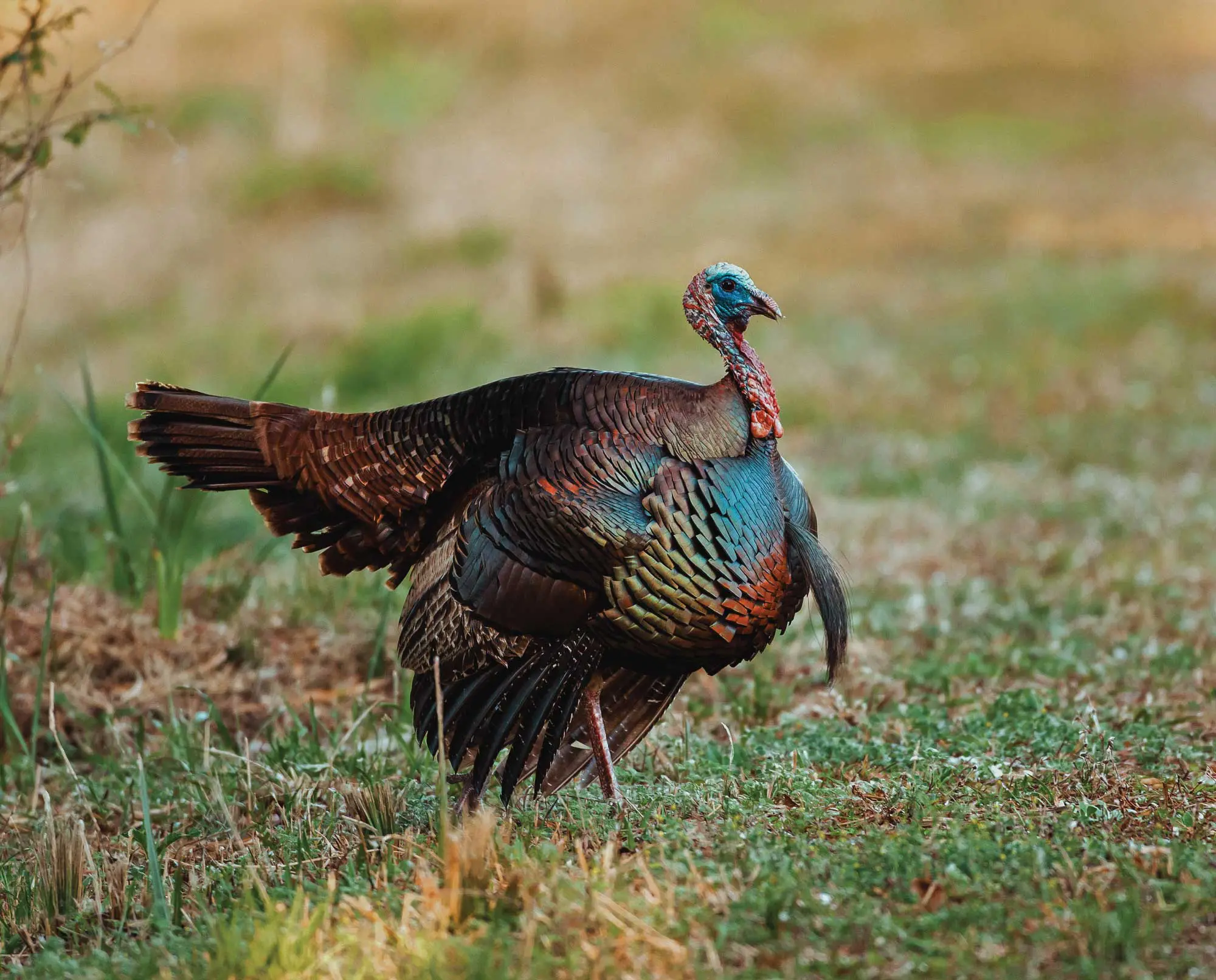 An Osceola wild turkey walking in a swamp.