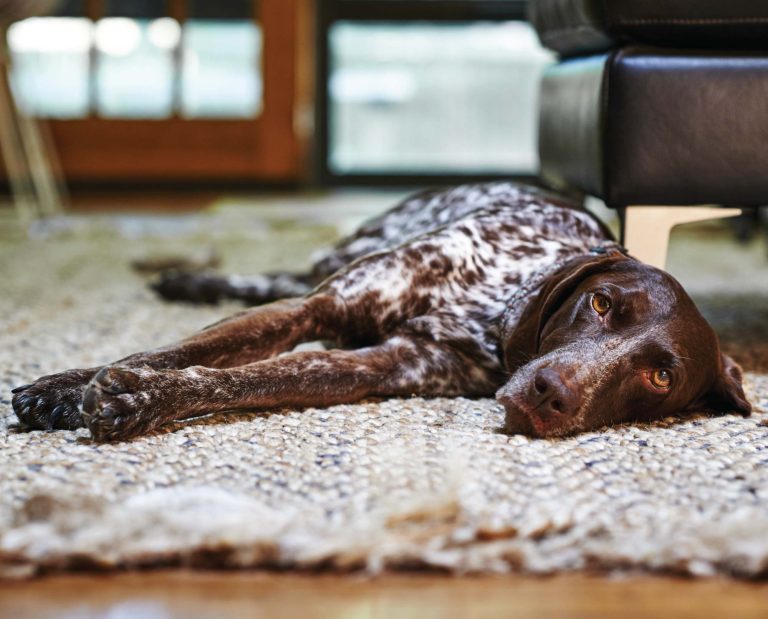 A german shorthaired pointer in a city apartment.