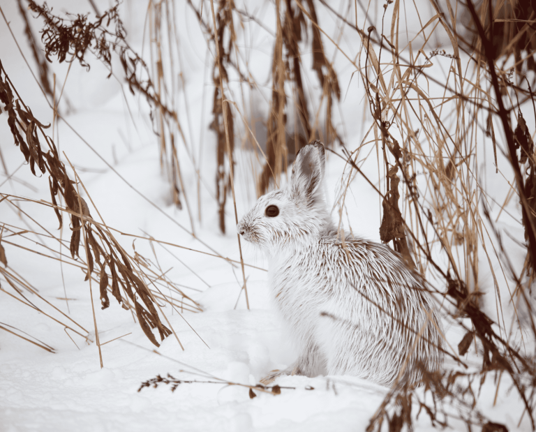 A white snowshoe hare sits in the snow next to brown vegetation.