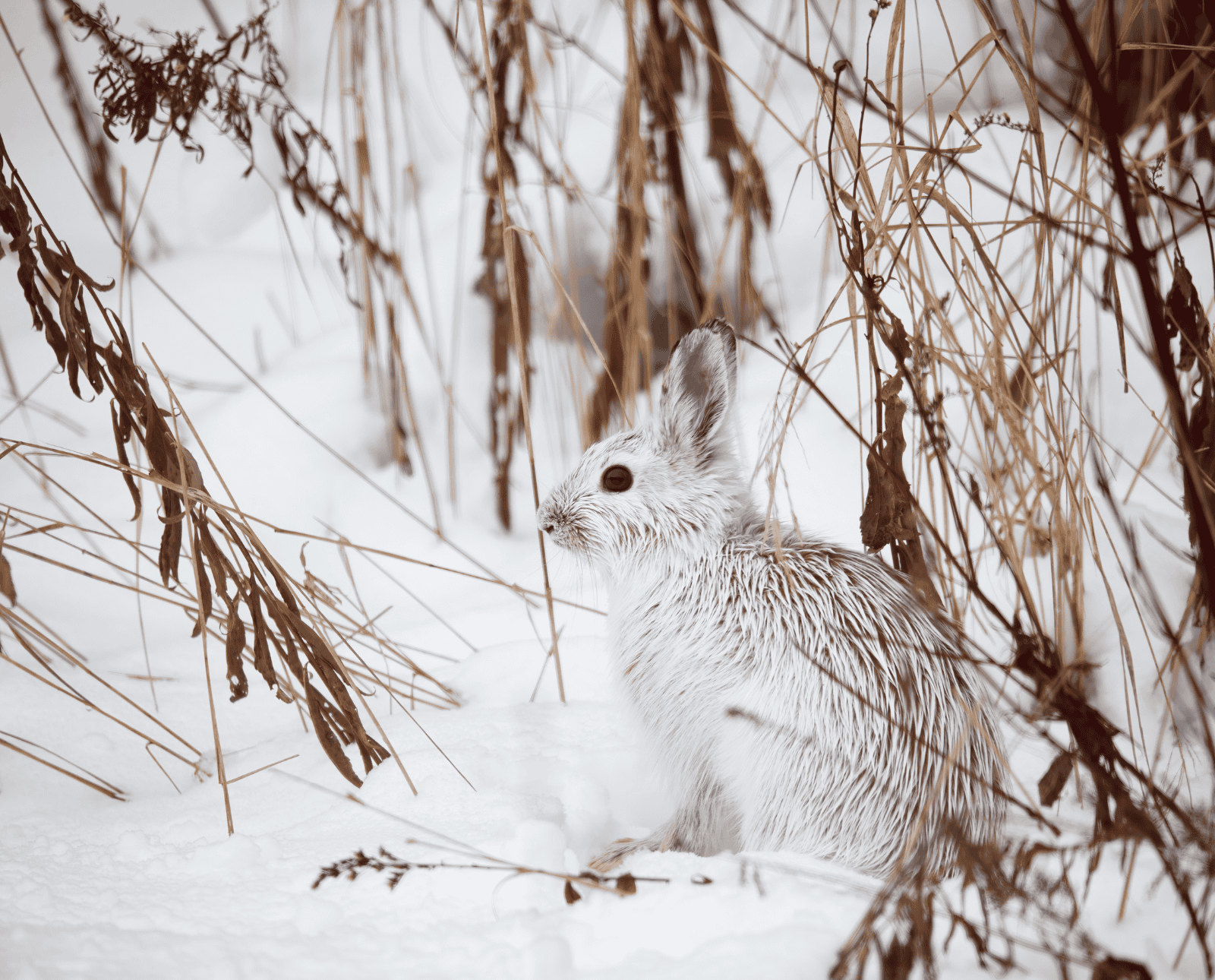 A white snowshoe hare sits in the snow next to brown vegetation.