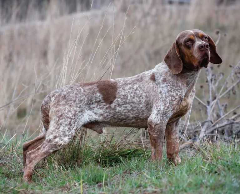 Pachón Navarro – The Spanish Double-Nosed Pointer