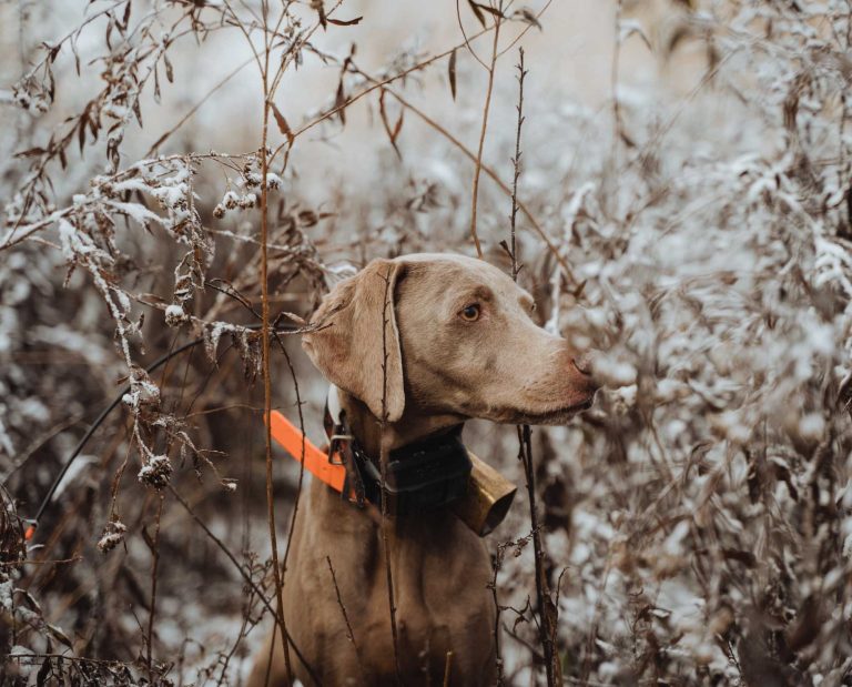 Amanda Ballengee's hunting dog a Weimaraner
