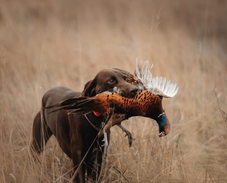 A dog retrieves a pheasant on public lands