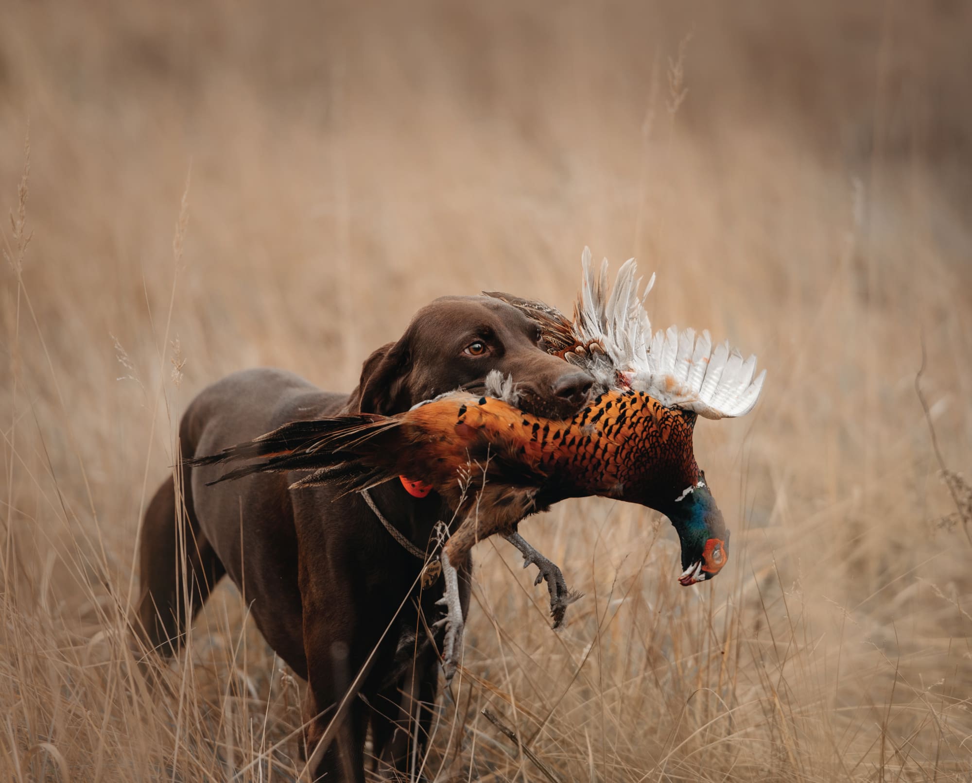 A dog retrieves a pheasant on public lands